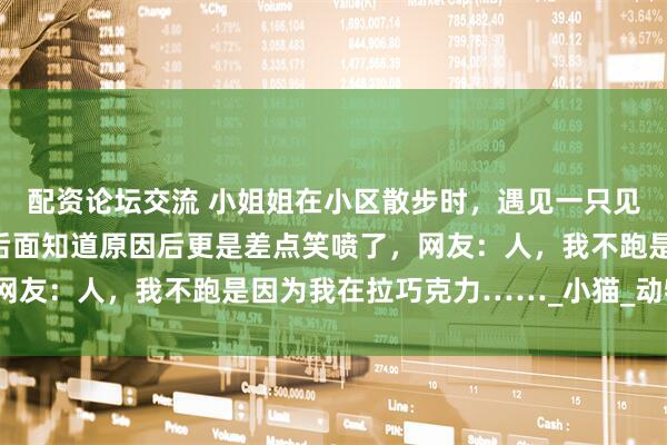 配资论坛交流 小姐姐在小区散步时，遇见一只见人不跑的可爱流浪猫，后面知道原因后更是差点笑喷了，网友：人，我不跑是因为我在拉巧克力……_小猫_动物_脑袋